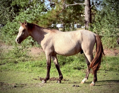 HorseID: 2304412 BUCKSKIN ROAN - Welsh Section B Colt - PhotoID: 1087396