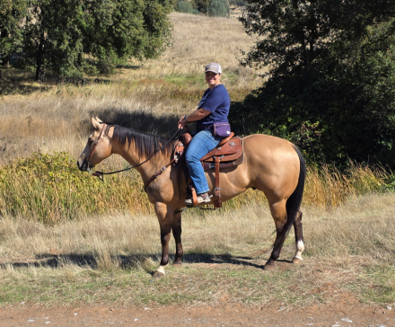 HorseID: 2304414 Limited Stylin Fella - PhotoID: 1087398