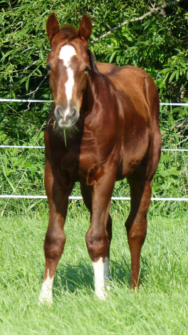 HorseID: 2304415 Maggic Wand-pending - PhotoID: 1087399