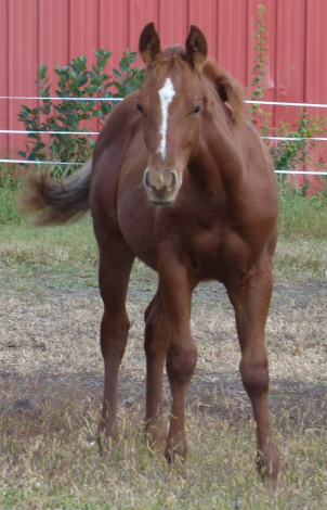 HorseID: 2304416 Ferric Oxide-pending - PhotoID: 1087400