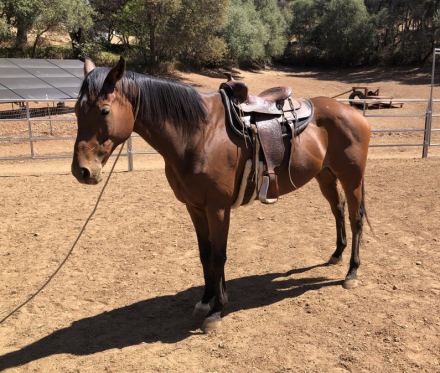 HorseID: 2304418 Golden Sale - PhotoID: 1087401