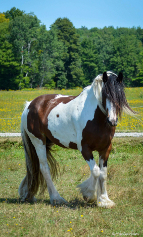 HorseID: 2304432 HavAdream Coat of Many Colors - PhotoID: 1087406