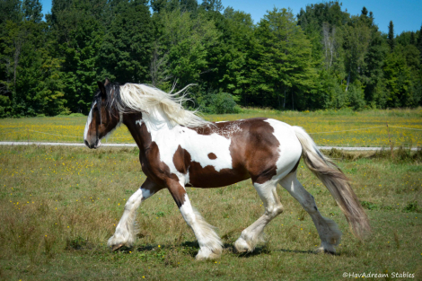 HorseID: 2304432 HavAdream Coat of Many Colors - PhotoID: 1087407