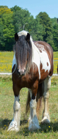 HorseID: 2304432 HavAdream Coat of Many Colors - PhotoID: 1087408