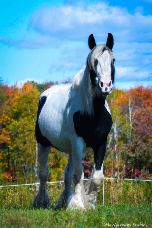 HorseID: 2304434 GCST Dickson Plume - PhotoID: 1087410