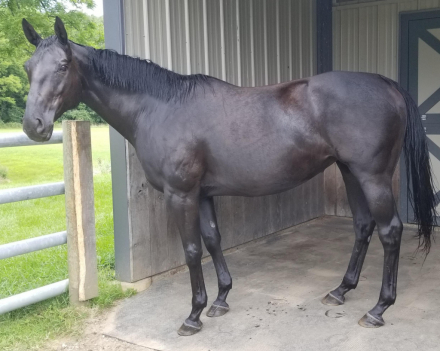 HorseID: 2304436 Little Black Jet - PhotoID: 1087416