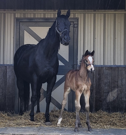 HorseID: 2304436 Little Black Jet - PhotoID: 1087417