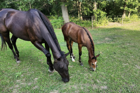 HorseID: 2304436 Little Black Jet - PhotoID: 1087418