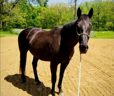 HorseID: 2304436 Little Black Jet - PhotoID: 1087420