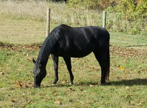 HorseID: 2304436 Little Black Jet - PhotoID: 1087421