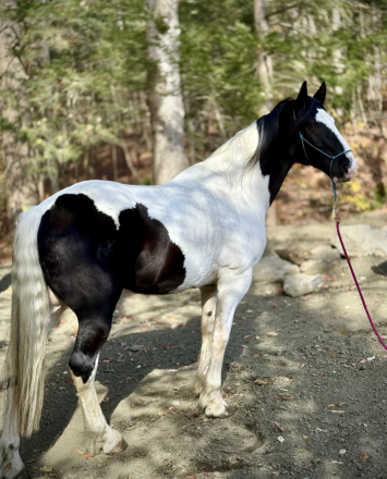 HorseID: 2304437 Tommy Tough Knuckles - PhotoID: 1087422