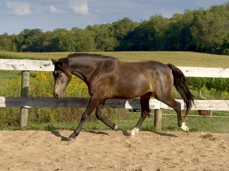 HorseID: 2304438 Fenyo Fear No Mystery - PhotoID: 1087423