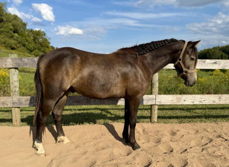 HorseID: 2304438 Fenyo Fear No Mystery - PhotoID: 1087424