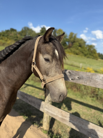 HorseID: 2304438 Fenyo Fear No Mystery - PhotoID: 1087425