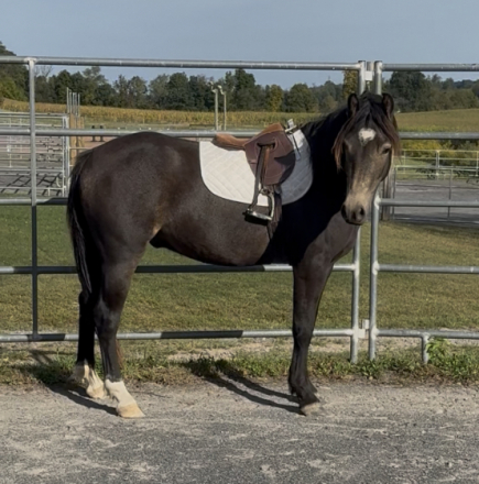 HorseID: 2304438 Fenyo Fear No Mystery - PhotoID: 1087426