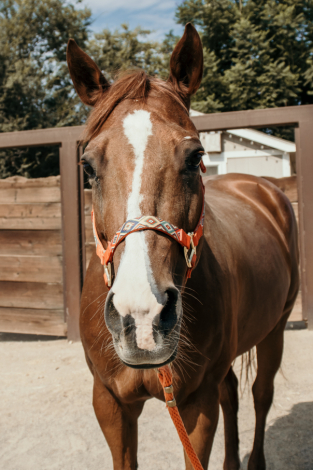 HorseID: 2304439 Bullet - PhotoID: 1087427