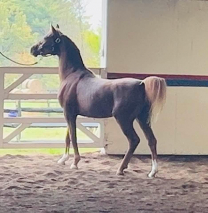 HorseID: 2304444 Blues Rhythm - PhotoID: 1087434