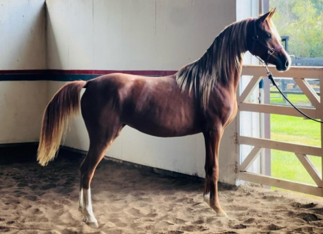 HorseID: 2304446 Enduring Rhythm - PhotoID: 1087435