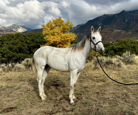 HorseID: 2304447 Moro Silver Girl - PhotoID: 1087444