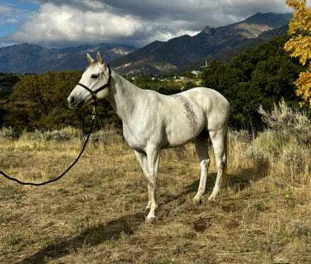 HorseID: 2304447 Moro Silver Girl - PhotoID: 1087445