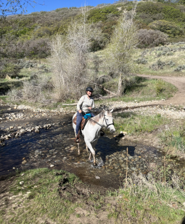 HorseID: 2304447 Moro Silver Girl - PhotoID: 1087446