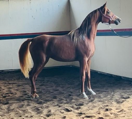 HorseID: 2304448 Rhythms Blush - PhotoID: 1087436