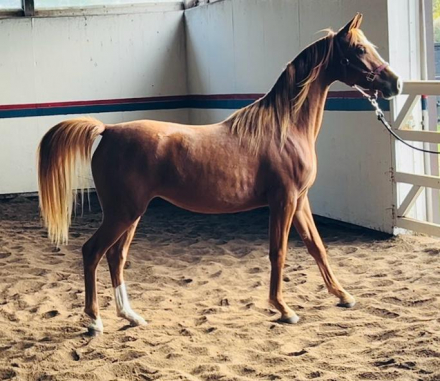 HorseID: 2304449 Rhythm Heir - PhotoID: 1087437