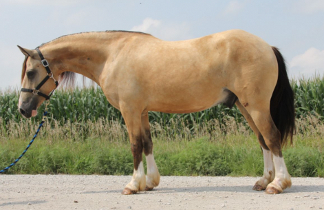 HorseID: 2304450 Tradale Celtaidd Daffyd - PhotoID: 1087439