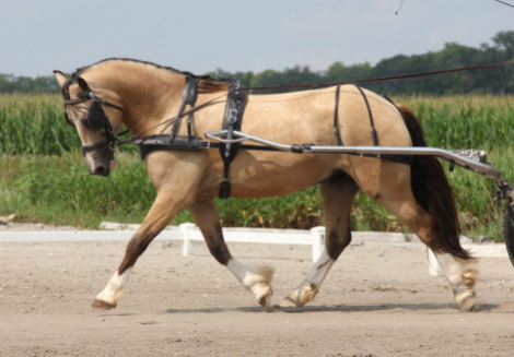 HorseID: 2304450 Tradale Celtaidd Daffyd - PhotoID: 1087440