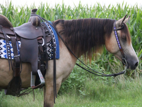 HorseID: 2304450 Tradale Celtaidd Daffyd - PhotoID: 1087441