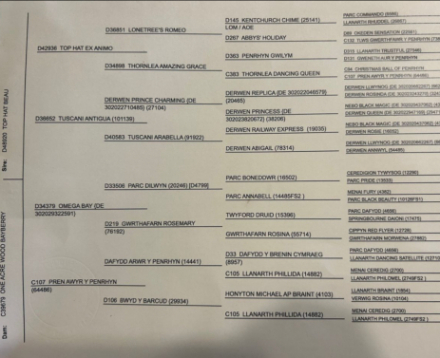 HorseID: 2304450 Tradale Celtaidd Daffyd - PhotoID: 1087442