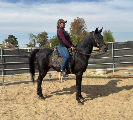 HorseID: 2304451 Osiris - PhotoID: 1087480