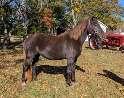 HorseID: 2304453 Whistlin' Dixie - PhotoID: 1087451