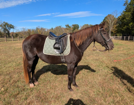 HorseID: 2304453 Whistlin' Dixie - PhotoID: 1087452