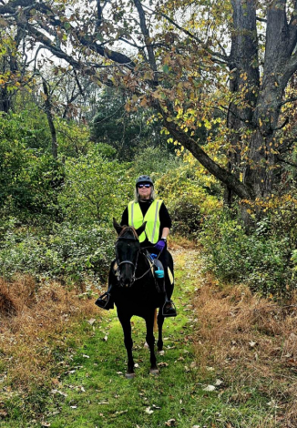 HorseID: 2304453 Whistlin' Dixie - PhotoID: 1087453