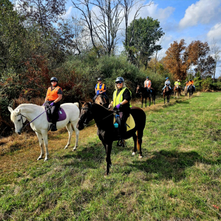 HorseID: 2304453 Whistlin' Dixie - PhotoID: 1087454