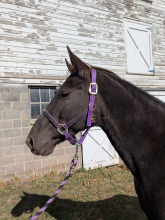 HorseID: 2304453 Whistlin' Dixie - PhotoID: 1087455