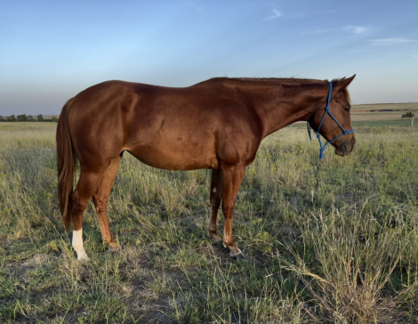 HorseID: 2304454 KK COOL SUE - PhotoID: 1087447