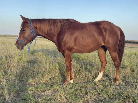 HorseID: 2304454 KK COOL SUE - PhotoID: 1087448