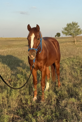 HorseID: 2304454 KK COOL SUE - PhotoID: 1087449