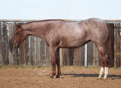 HorseID: 2304455 Vital Wave - PhotoID: 1087457