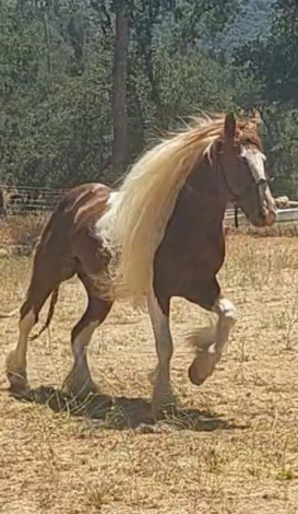 HorseID: 2304456 L&F Farms Toppers Mini Flash - PhotoID: 1087456