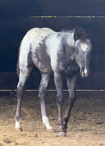 HorseID: 2304459 AJBs Lazy Polka Party - PhotoID: 1087458