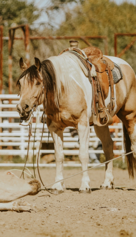 HorseID: 2304469 Edward - PhotoID: 1087460