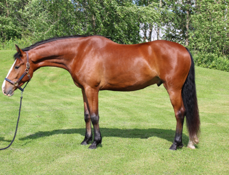 HorseID: 2304470 DK's Rollan Like A Bigshot - PhotoID: 1087517