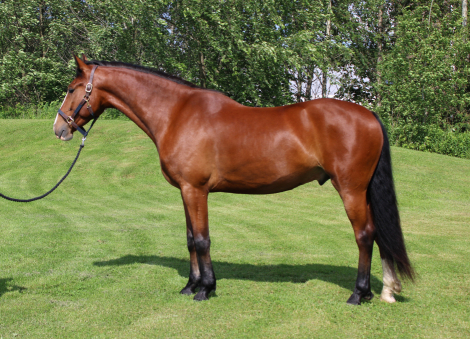 HorseID: 2304470 DK's Rollan Like A Bigshot - PhotoID: 1087518