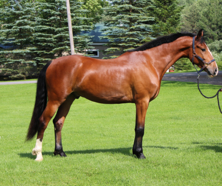 HorseID: 2304470 DK's Rollan Like A Bigshot - PhotoID: 1087519