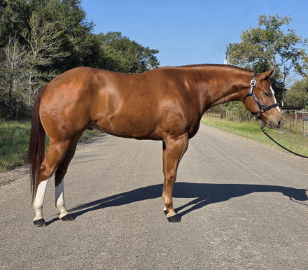 HorseID: 2304475 Flawless Execution - PhotoID: 1087465