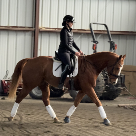 HorseID: 2304476 Bird - PhotoID: 1087487