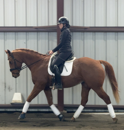 HorseID: 2304476 Bird - PhotoID: 1087488